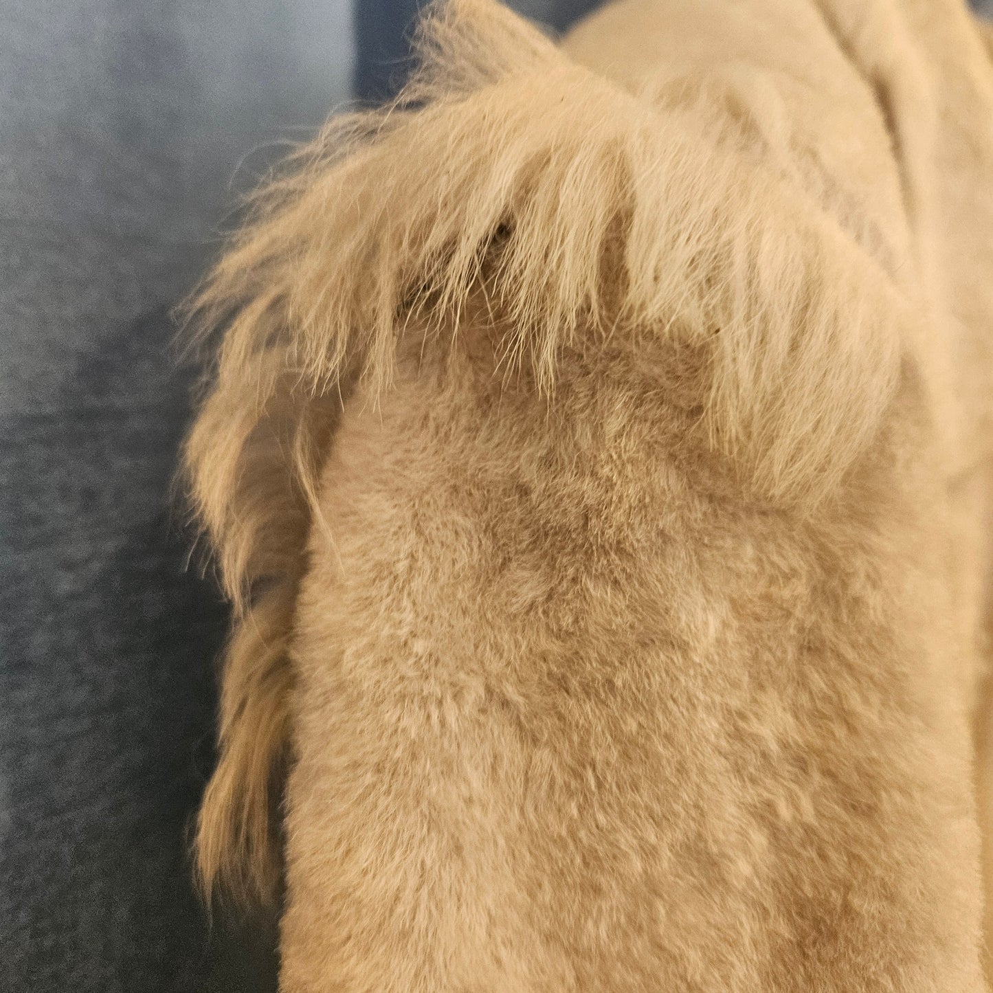 Giacca Roberto Cavalli in cavallino tg M