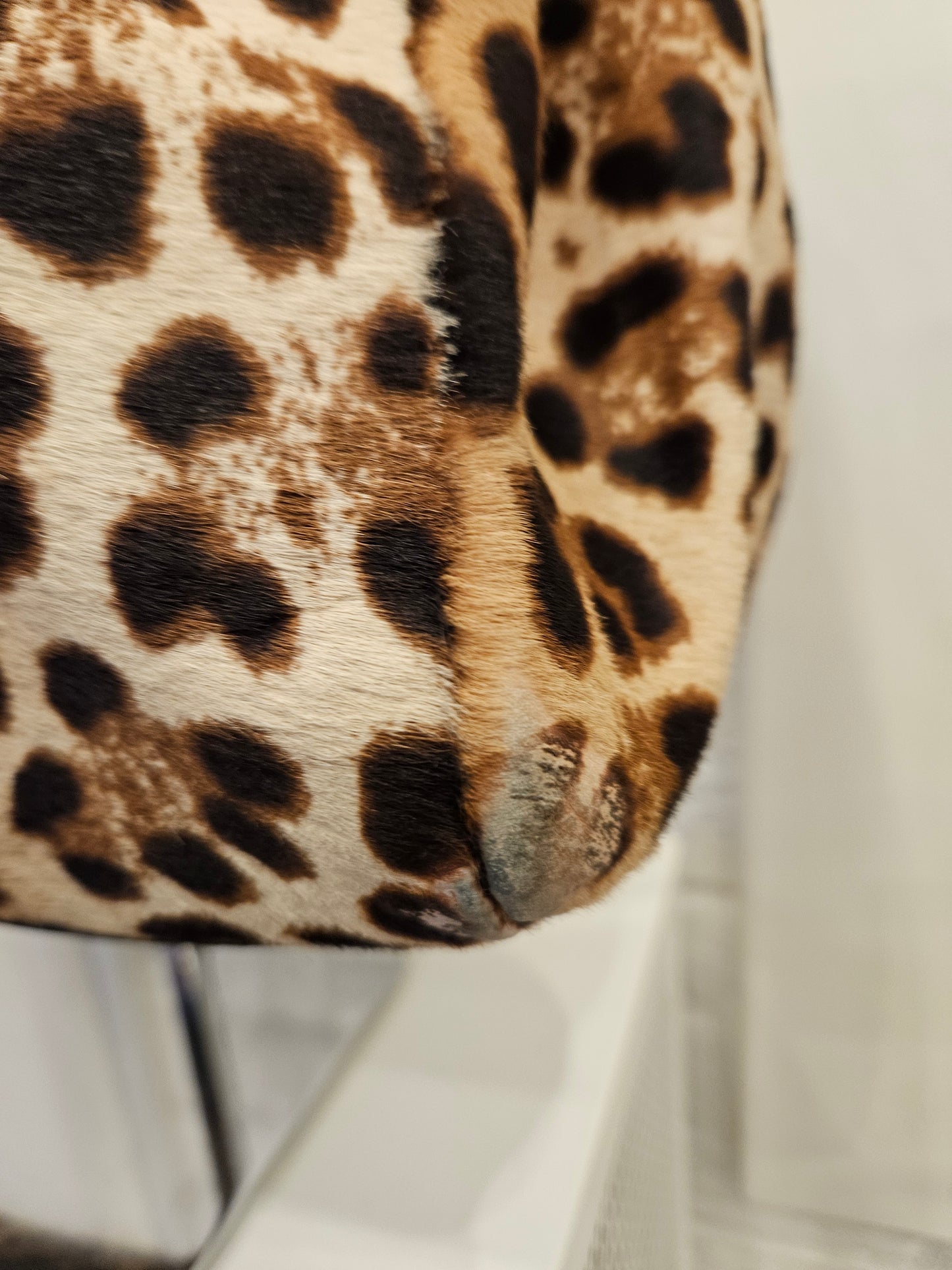 Borsa Dolce&Gabbana in cavallino